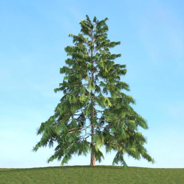 Pine Tree - دانلود مدل سه بعدی درخت کاج - آبجکت سه بعدی درخت کاج - دانلود آبجکت سه بعدی درخت کاج -دانلود مدل سه بعدی fbx - دانلود مدل سه بعدی obj -Pine Tree 3d model free download  - Pine Tree 3d Object - Pine Tree OBJ 3d models - Pine Tree FBX 3d Models - 